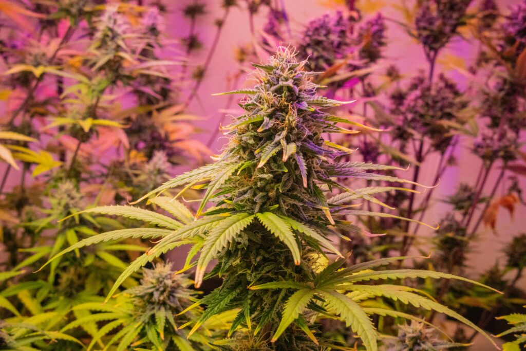 cannabis flower mount laurel